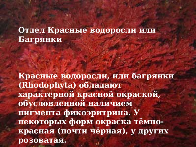 Отдел Красные водоросли или Багрянки    Красные водоросли, или багрянки (Rhodophyta) обладают характерной красной окраской, обусловленной наличием пигмента фикоэритрина. У некоторых форм окраска тёмно-красная (почти чёрная), у других розоватая. 