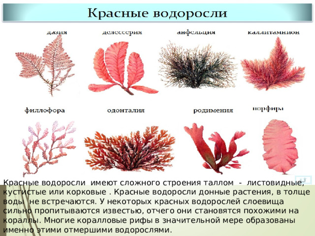 Красные водоросли имеют сложного строения таллом - листовидные, кустистые или корковые . Красные водоросли донные растения, в толще воды не встречаются. У некоторых красных водорослей слоевища сильно пропитываются известью, отчего они становятся похожими на кораллы. Многие коралловые рифы в значительной мере образованы именно этими отмершими водорослями. 