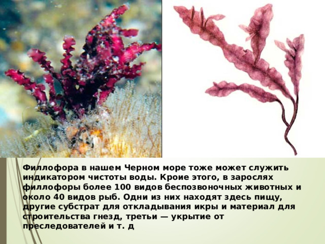 Филлофора в нашем Черном море тоже может служить индикатором чистоты воды. Кроие этого, в зарослях филлофоры более 100 видов беспозвоночных животных и около 40 видов рыб. Одни из них находят здесь пищу, другие субстрат для откладывания икры и материал для строительства гнезд, третьи — укрытие от преследователей и т. д  