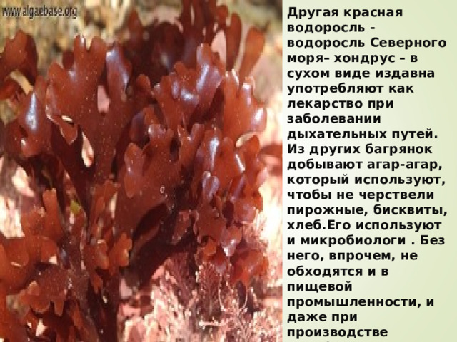 Другая красная водоросль - водоросль Северного моря– хондрус – в сухом виде издавна употребляют как лекарство при заболевании дыхательных путей. Из других багрянок добывают агар-агар, который используют, чтобы не черствели пирожные, бисквиты, хлеб.Его используют и микробиологи . Без него, впрочем, не обходятся и в пищевой промышленности, и даже при производстве кинофотопленки.    