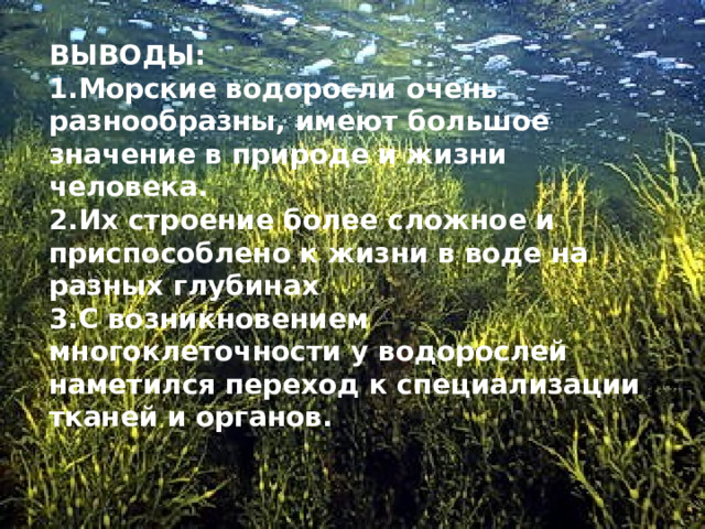 ВЫВОДЫ: Морские водоросли очень разнообразны, имеют большое значение в природе и жизни человека. Их строение более сложное и приспособлено к жизни в воде на разных глубинах С возникновением многоклеточности у водорослей наметился переход к специализации тканей и органов.  