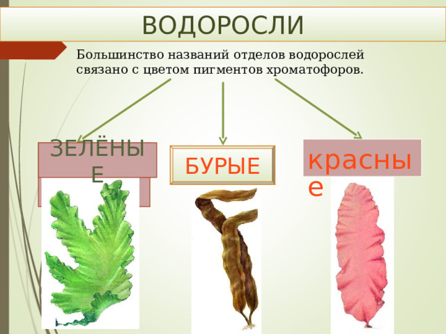 ВОДОРОСЛИ Большинство названий отделов водорослей связано с цветом пигментов хроматофоров. красные ЗЕЛЁНЫЕ ЗЕЛЁНЫЕ БУРЫЕ 