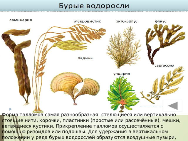 Форма талломов самая разнообразная: стелющиеся или вертикально стоящие нити, корочки, пластинки (простые или рассечённые), мешки, ветвящиеся кустики. Прикрепление талломов осуществляется с помощью ризоидов или подошвы. Для удержания в вертикальном положении у ряда бурых водорослей образуются воздушные пузыри, заполненные газом. 