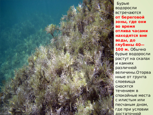  Бурые водоросли встречаются от береговой зоны, где они во время отлива часами находятся вне воды, до глубины 40—100 м. Обычно бурые водоросли растут на скалах и камнях различной величины.Оторванные от грунта слоевища сносятся течением в спокойные места с илистым или песчаным дном, где при условии достаточной освещенности они продолжают существовать. 
