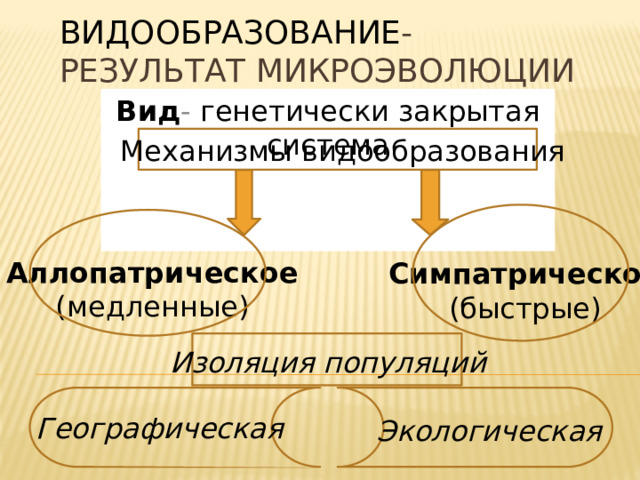 Видообразование -результат микроэволюции Вид - генетически закрытая система Механизмы видообразования Аллопатрическое (медленные) Симпатрическое (быстрые) Изоляция популяций Географическая Экологическая 