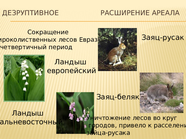 Дезруптивное расширение ареала Сокращение широколиственных лесов Евразии  в четвертичный период Заяц-русак Ландыш европейский Заяц-беляк Ландыш  дальневосточный Уничтожение лесов во круг  городов, привело к расселению зайца-русака 