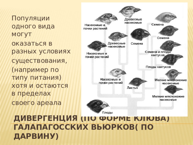 Популяции одного вида могут оказаться в разных условиях существования, (например по типу питания) хотя и остаются в пределах своего ареала Дивергенция (по форме клюва) Галапагосских вьюрков( по Дарвину) 
