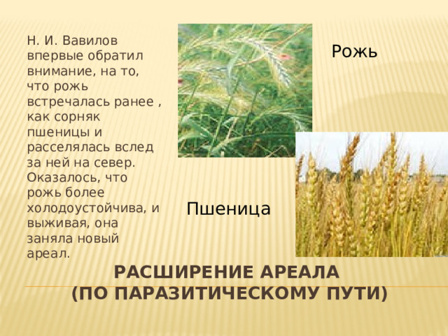 Н. И. Вавилов впервые обратил внимание, на то, что рожь встречалась ранее , как сорняк пшеницы и расселялась вслед за ней на север. Оказалось, что рожь более холодоустойчива, и выживая, она заняла новый ареал. Рожь Пшеница Расширение ареала  (по паразитическому пути) 