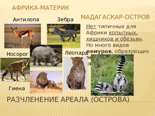АФРИКА-материк МАДАГАСКАР-остров Антилопа Зебра Нет типичных для Африки копытных, хищников и обезьян . Но много видов лемуров , образующих эндемичные семейства . Леопард Носорог Гиена Разчленение ареала (острова) 