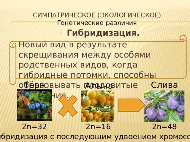 Симпатрическое (Экологическое)  Генетические различия Гибридизация. Новый вид в результате скрещивания между особями родственных видов, когда гибридные потомки, способны образовывать плодовитые поколения. Тёрн Слива Алыча 2n=16 2n=32 2n=48 Гибридизация с последующим удвоением хромосом 