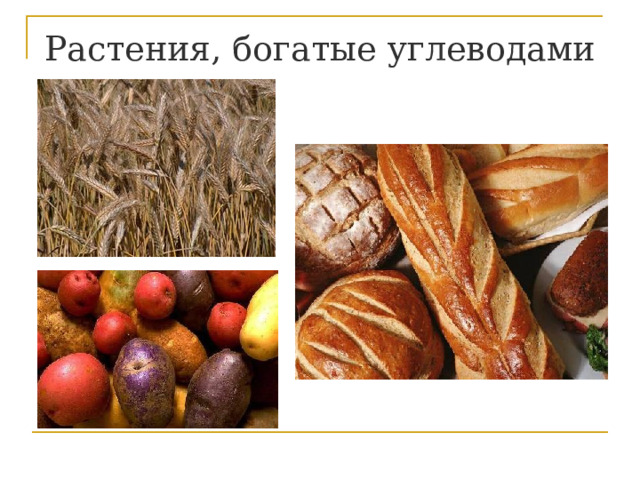 Растения, богатые углеводами 