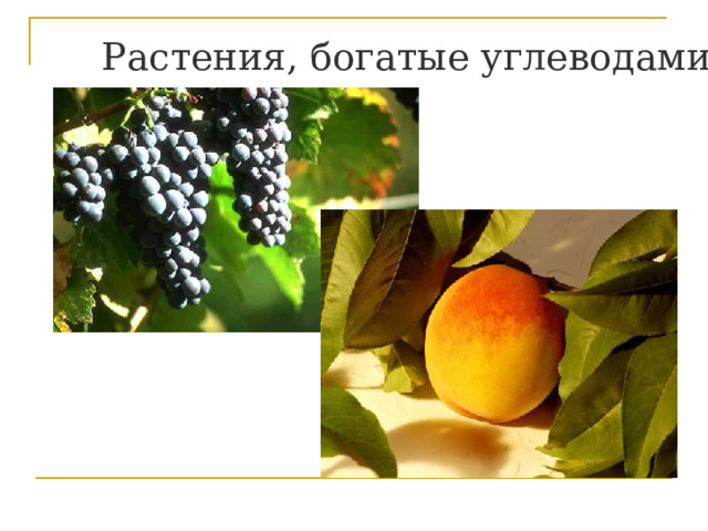 Растения, богатые углеводами 
