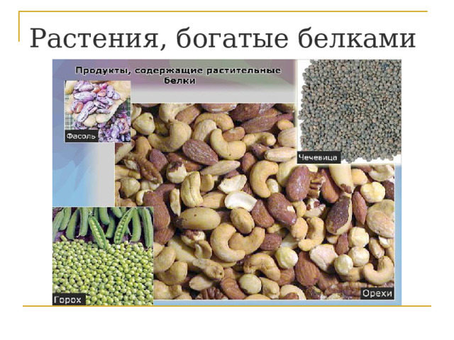 Растения, богатые белками 