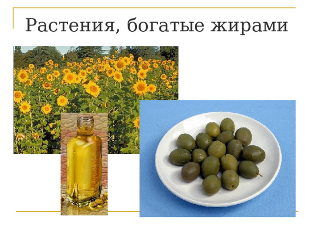 Растения, богатые жирами 