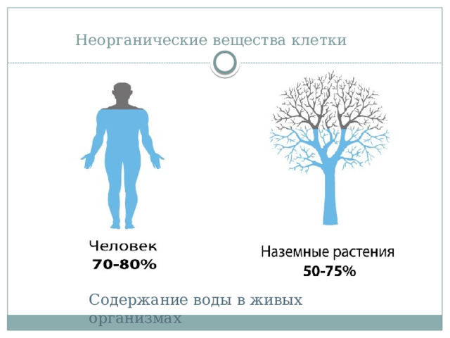 Неорганические вещества клетки   Содержание воды в живых организмах 