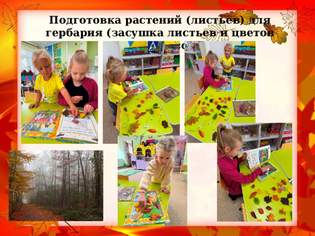 Подготовка растений (листьев) для гербария (засушка листьев и цветов под пресс) 