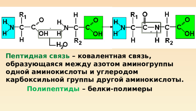  Пептидная связь – ковалентная связь, образующаяся между азотом аминогруппы одной аминокислоты и углеродом карбоксильной группы другой аминокислоты.  Полипептиды – белки-полимеры  