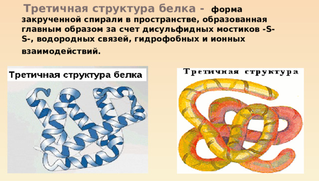  Третичная структура белка -  форма закрученной спирали в пространстве, образованная главным образом за счет дисульфидных мостиков -S-S-, водородных связей, гидрофобных и ионных взаимодействий.  