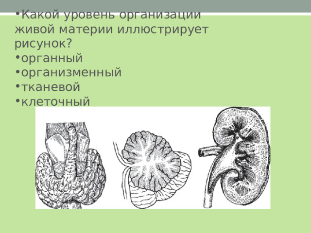 Какой уровень организации живой материи иллюстрирует рисунок? органный организменный тканевой клеточный  