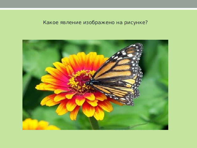 Какое явление изображено на рисунке? 