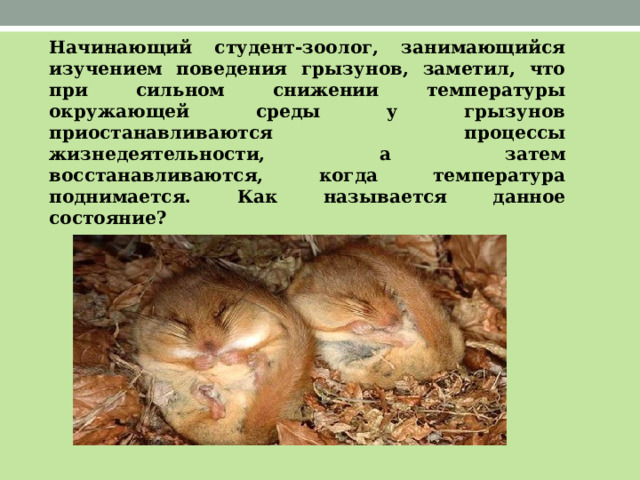 Начинающий студент-зоолог, занимающийся изучением поведения грызунов, заметил, что при сильном снижении температуры окружающей среды у грызунов приостанавливаются процессы жизнедеятельности, а затем восстанавливаются, когда температура поднимается. Как называется данное состояние? 