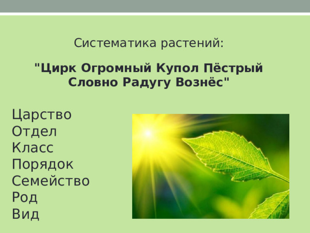 Систематика растений: 