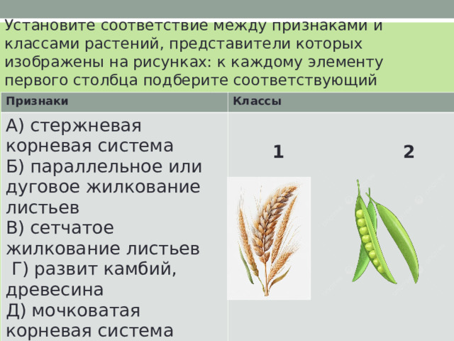 Установите соответствие между признаками и классами растений, представители которых изображены на рисунках: к каждому элементу первого столбца подберите соответствующий элемент из второго столбца Признаки Классы А) стержневая корневая система Б) параллельное или дуговое жилкование листьев В) сетчатое жилкование листьев  Г) развит камбий, древесина Д) мочковатая корневая система Е) камбия нет  1  2 
