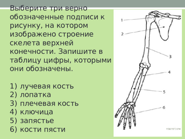 Выберите три верно обозначенные подписи к рисунку, на котором изображено строение скелета верхней конечности. Запишите в таблицу цифры, которыми они обозначены.   1)  лучевая кость 2)  лопатка 3)  плечевая кость 4)  ключица 5)  запястье 6)  кости пясти 