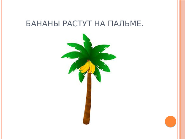 Бананы растут на пальме. 