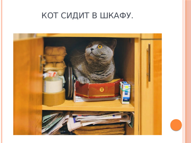 Кот сидит в шкафу. 