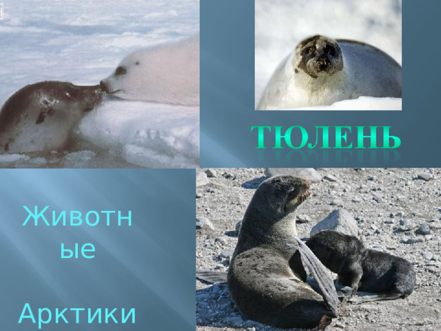 Животные  Арктики 