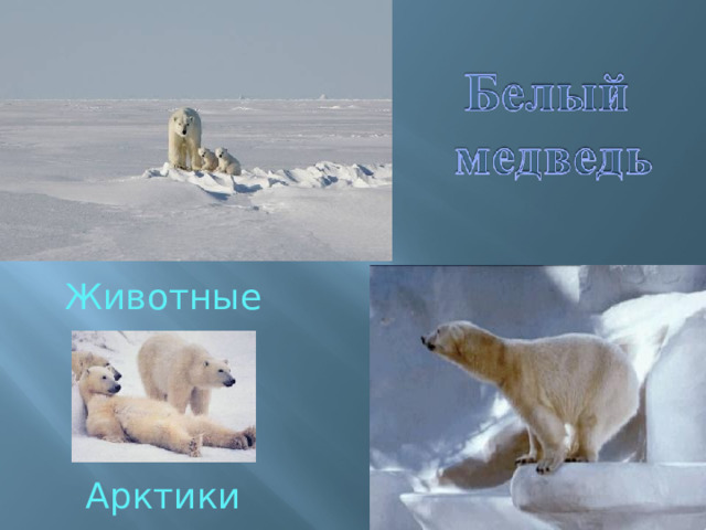 Животные Арктики 