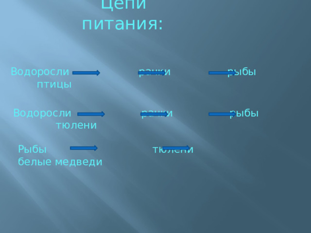 Цепи питания: Водоросли рачки рыбы птицы Водоросли рачки рыбы тюлени Рыбы тюлени белые медведи 