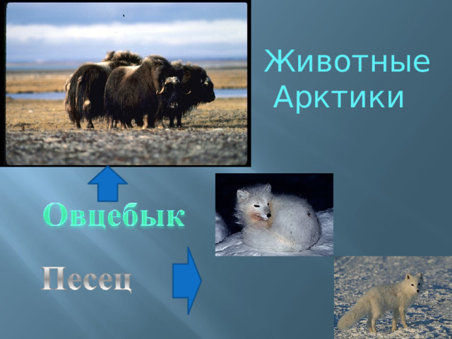 Животные  Арктики 