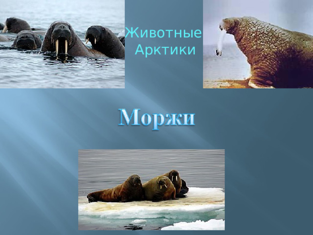 Животные Арктики 