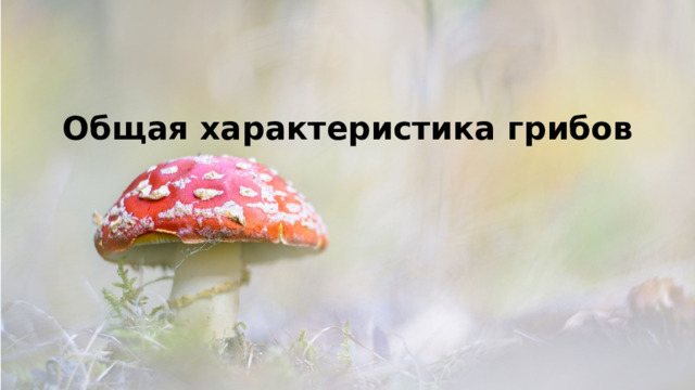 Общая характеристика грибов 