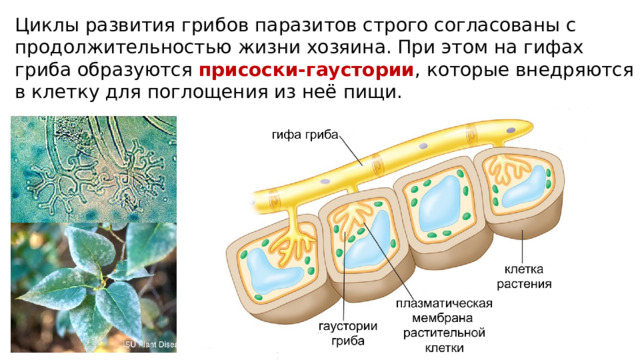 Циклы развития грибов паразитов строго согласованы с продолжительностью жизни хозяина. При этом на гифах гриба образуются присоски-гаустории , которые внедряются в клетку для поглощения из неё пищи. 