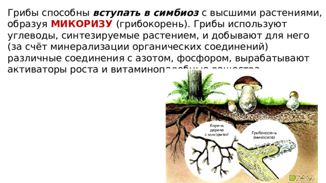 Грибы способны вступать в симбиоз с высшими растениями, образуя МИКОРИЗУ  (грибокорень). Грибы используют углеводы, синтезируемые растением, и добывают для него (за счёт минерализации органических соединений) различные соединения с азотом, фосфором, вырабатывают активаторы роста и витаминоподобные вещества. 
