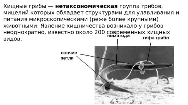 Хищные грибы — нетаксономическая группа грибов, мицелий которых обладает структурами для улавливания и питания микроскопическими (реже более крупными) животными. Явление хищничества возникало у грибов неоднократно, известно около 200 современных хищных видов. 