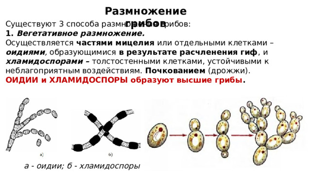 Размножение грибов Существуют 3 способа размножения грибов: 1. Вегетативное размножение. Осуществляется частями мицелия или отдельными клетками –  оидиями , образующимися в результате расчленения гиф ,  и хламидоспорами – толстостенными клетками, устойчивыми к неблагоприятным воздействиям. Почкованием (дрожжи). ОИДИИ и ХЛАМИДОСПОРЫ образуют высшие грибы .    а - оидии; б - хламидоспоры 
