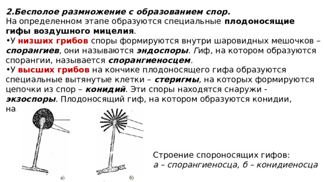 2.Бесполое размножение с образованием спор. На определенном  этапе образуются специальные плодоносящие гифы воздушного мицелия . У низших грибов споры формируются внутри шаровидных мешочков – спорангиев , они называются эндоспоры . Г иф, на котором образуются спорангии, называется спорангиеносцем . У высших грибов на кончике плодоносящего гифа образуются специальные вытянутые клетки – стеригмы , на которых формируются цепочки из спор – конидий . Эти споры находятся снаружи - экзоспоры . Плодоносящий гиф, на котором образуются конидии, называется конидиеносцем . Строение спороносящих гифов: а – спорангиеносца, б – конидиеносца 
