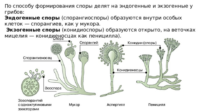 По способу формирования споры делят на эндогенные и экзогенные у грибов: Эндогенные споры (спорангиоспоры) образуются внутри особых клеток — спорангиев, как у мукора.  Экзогенные споры (конидиоспоры) образуются открыто, на веточках мицелия — конидиеносцах как пеницилла). 
