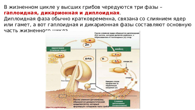 В жизненном цикле у высших грибов чередуются три фазы – гаплоидная, дикарионная и диплоидная . Диплоидная фаза обычно кратковременна, связана со слиянием ядер или гамет, а вот гаплоидная и дикарионная фазы составляют основную часть жизненного цикла. 