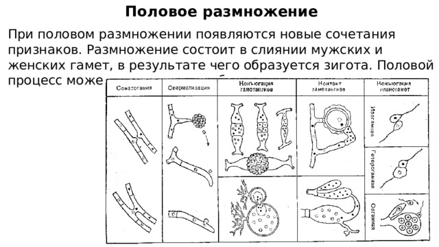 Половое размножение При половом размножении появляются новые сочетания признаков. Размножение состоит в слиянии мужских и женских гамет, в результате чего образуется зигота. Половой процесс может происходить и без участия гамет. 