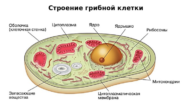 Строение грибной клетки 