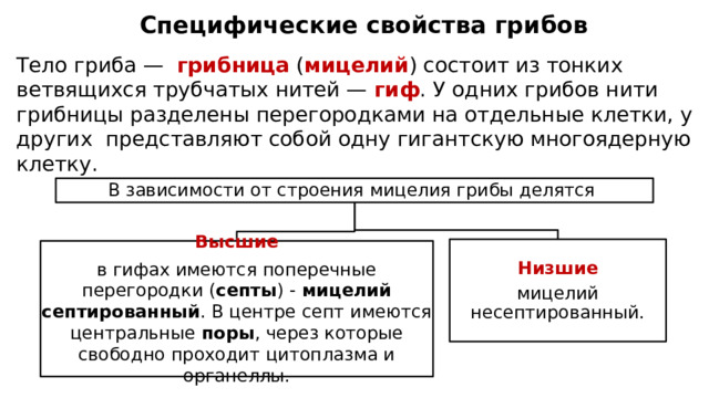 Специфические свойства грибов Тело гриба — грибница ( мицелий ) состоит из тонких ветвящихся трубчатых нитей — гиф . У одних грибов нити грибницы разделены перегородками на отдельные клетки, у других представляют собой одну гигантскую многоядерную клетку. В зависимости от строения мицелия грибы делятся Низшие мицелий несептированный. Высшие в гифах имеются поперечные перегородки ( септы ) - мицелий септированный . В центре септ имеются центральные поры , через которые свободно проходит цитоплазма и органеллы. 