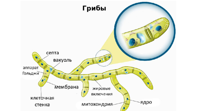 Грибы 