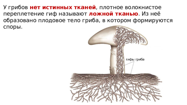 У грибов нет истинных тканей , плотное волокнистое переплетение гиф называют ложной тканью . Из неё образовано плодовое тело гриба, в котором формируются споры. 