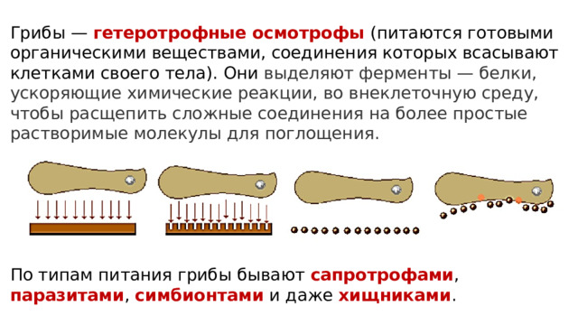 Грибы — гетеротрофные осмотрофы (питаются готовыми органическими веществами, соединения которых всасывают клетками своего тела). Они выделяют ферменты — белки, ускоряющие химические реакции, во внеклеточную среду, чтобы расщепить сложные соединения на более простые растворимые молекулы для поглощения.  По типам питания грибы бывают сапротрофами , паразитами , симбионтами и даже хищниками . 6 