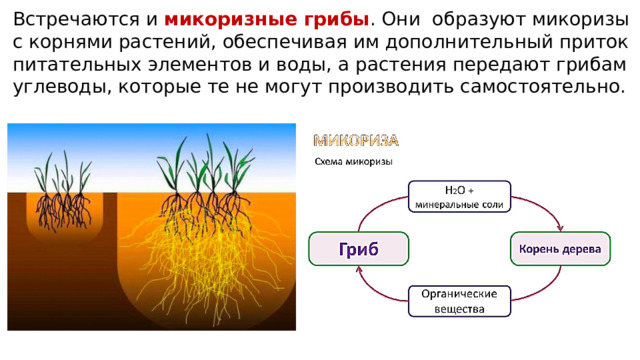 Встречаются и микоризные грибы . Они образуют микоризы с корнями растений, обеспечивая им дополнительный приток питательных элементов и воды, а растения передают грибам углеводы, которые те не могут производить самостоятельно. 